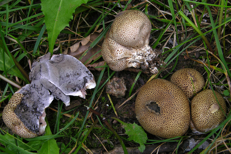 Gastromycetidae.